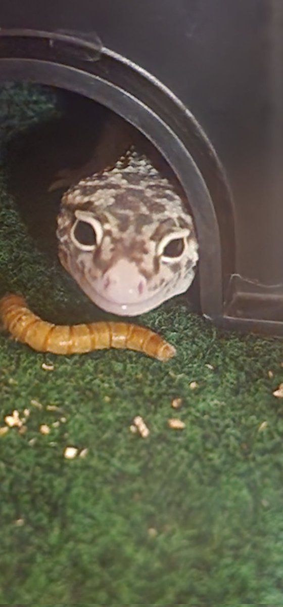 Bean Lefebvre tweet media