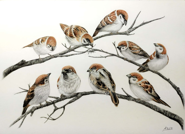 「#ツイッターを鳥で埋め尽くす  色鉛筆画です。 数だけはいますよ?笑」|アメ。のイラスト