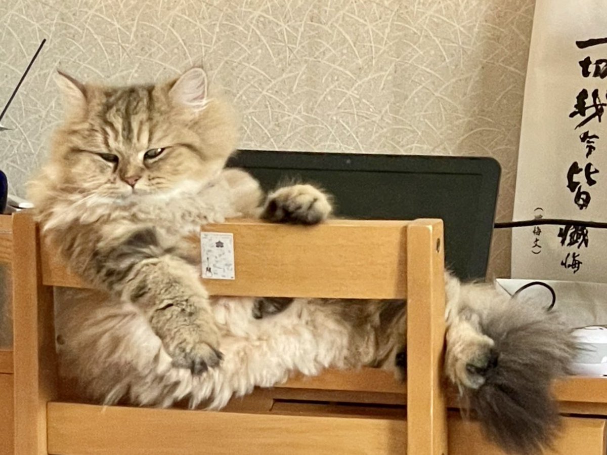 ぽっちゃり猫のサラさん🐱と多頭飼い生活 (@spiral46976108) / Posts / X