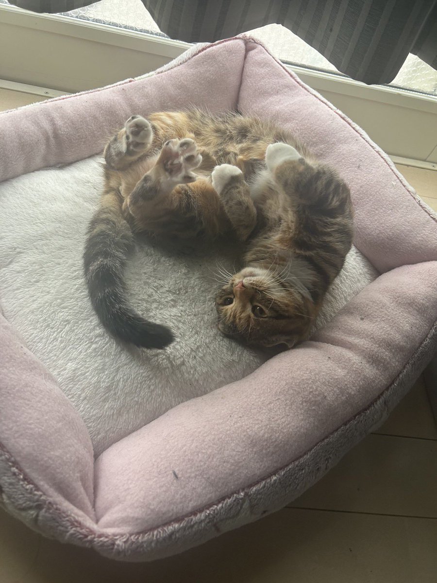 cocochan620_'s tweet photo. こんにちは♪
たくさん寝ました🐈

#猫のいる暮らし
#猫の幸せ顔選手権
#ペット　#cat
#スコティッシュフォールド
#猫好きさんと繋がりたい https://t.co/migZNFUqsj