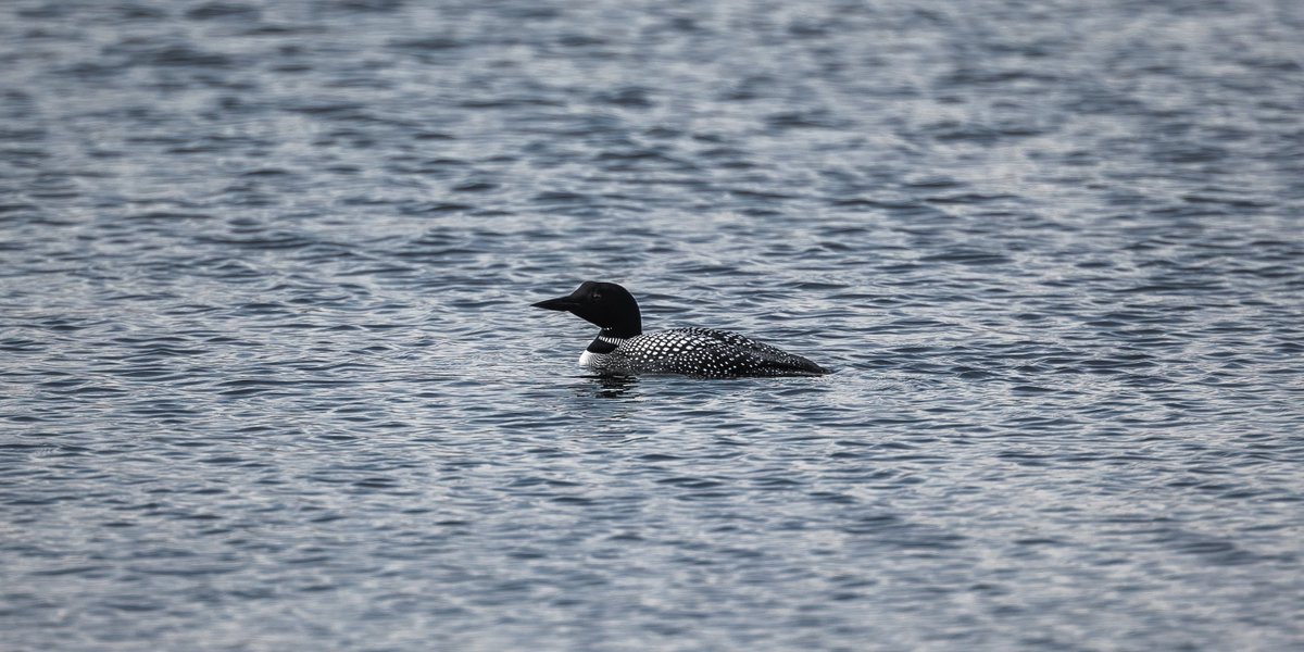 jessandrykew's tweet photo. The eerie and nearly mournful call of the loon is reminiscent of past summer evenings on the water’s edge. 

#looncall #canadianwildlife #wildlife #loon #canadianphotographer #albertawildlife #nature https://t.co/qjOzFsW2vh