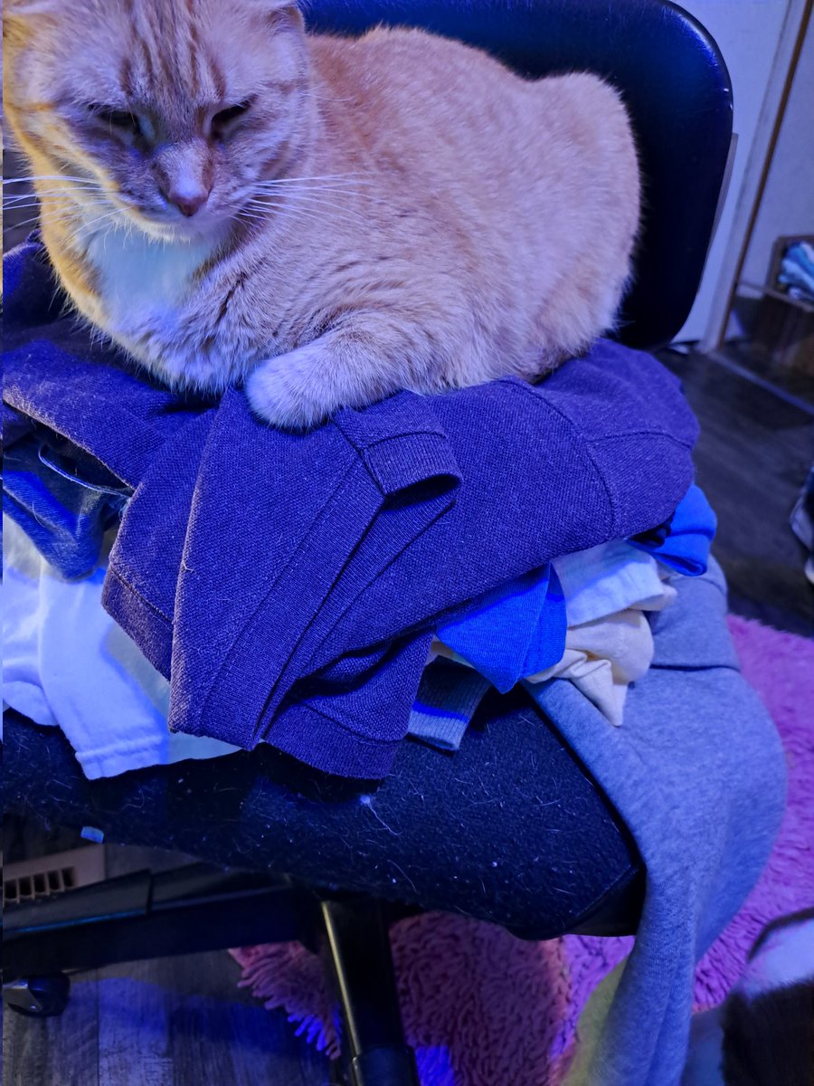 koolkittycats_'s tweet photo. Everytime I fold clothes ...this happenes hehheeee π π€£ she's awesome!!!! Box sitting warm clothes loving kittyyyyyyyyyyyyy aka PussPuss #koolcats #coolkittys #kittycats https://t.co/MNQiNjnBjn