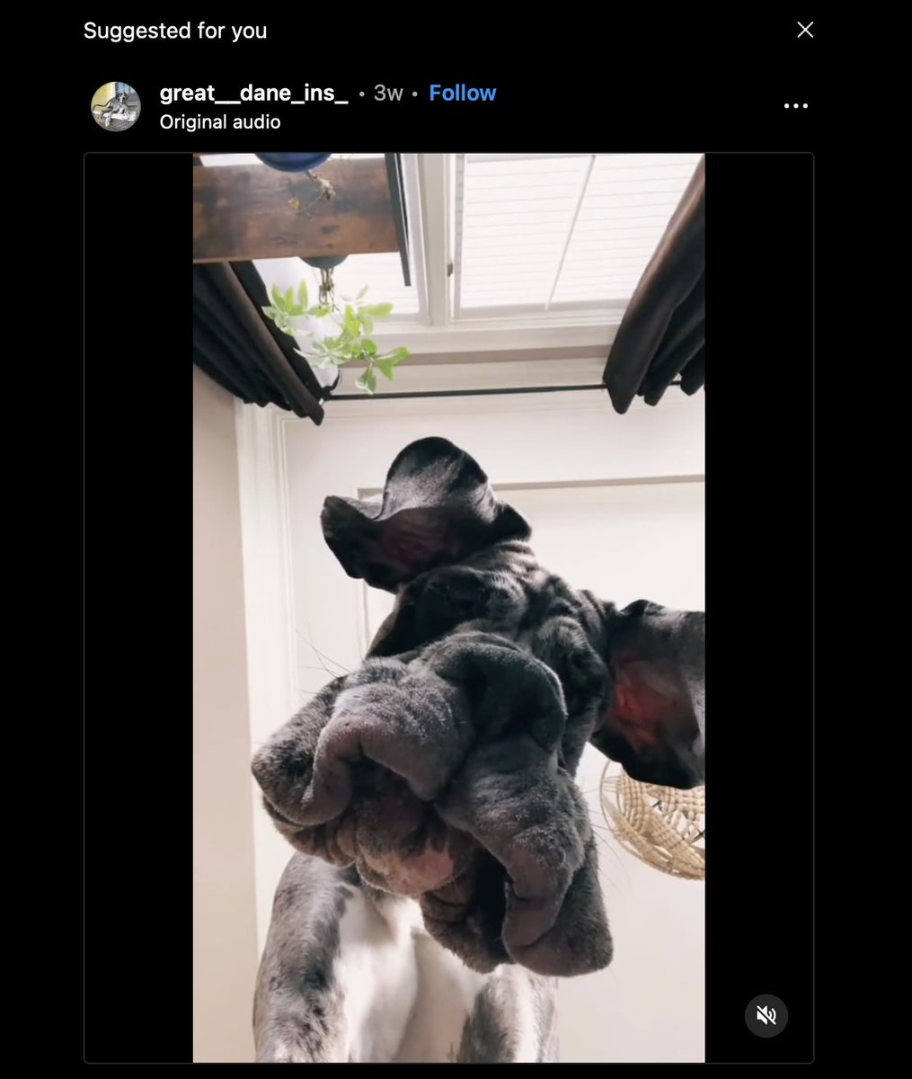 ratsincorduroy's tweet photo. this mf dog looks like frank gallagher https://t.co/ZxHqFTd0PB