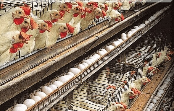 MugishaElie_'s tweet photo. Are you interested in the poultry farming business? please leave your comments and we help you.

Kindly, like and retweet! https://t.co/G4slmes8g5