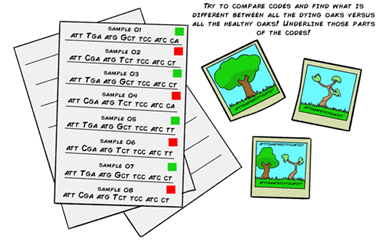 gbike_cost's tweet photo. 🆕📢What is the connection between #DNA , adaptability traits, and #conservation  #Management ? Find out in the latest adventure of Arlet and Cora in our Genes on Wheels series! Have fun solving the #sequence puzzle and help Mr. Fagus manage his forest! 🧬🌳🧬🌳🧬🌳🧬🌳 https://t.co/RQHZaAVCuo