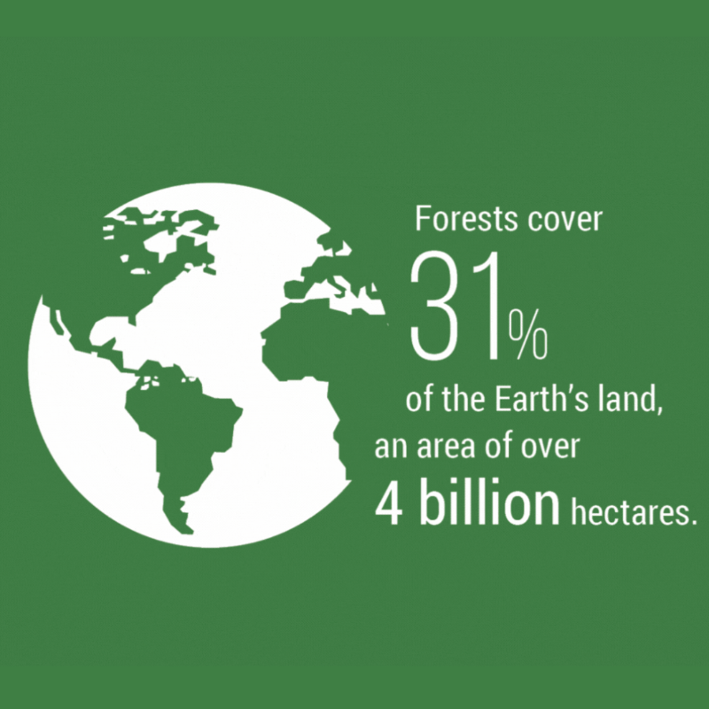 UNEP's tweet photo. Every tree counts!

The @‌UN Forum on Forests seeks to turn the tide on:

✅Deforestation
✅Climate change
✅Biodiversity loss