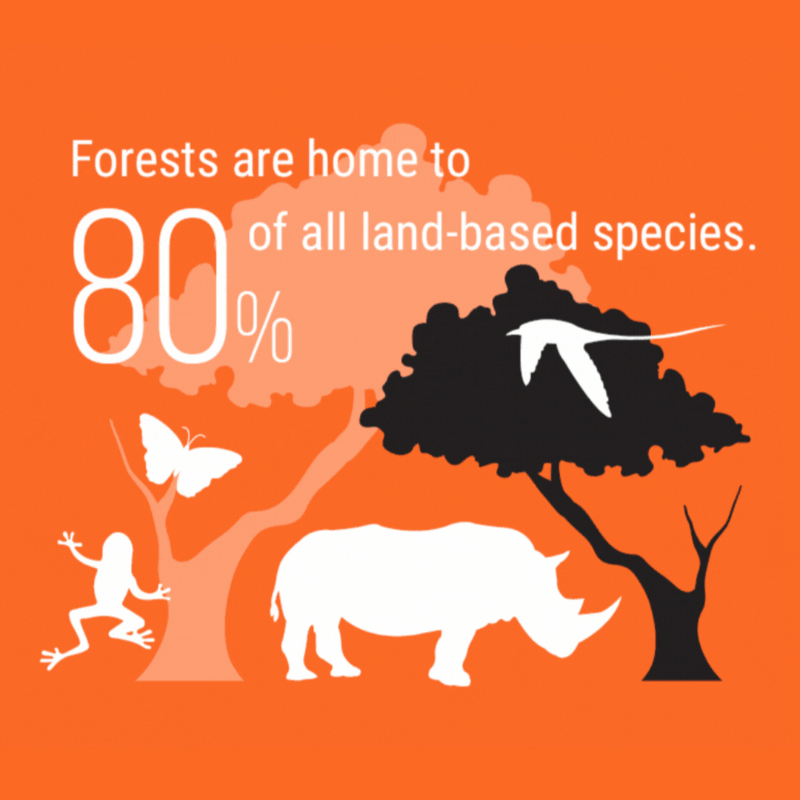 UNEP's tweet photo. Every tree counts!

The @‌UN Forum on Forests seeks to turn the tide on:

✅Deforestation
✅Climate change
✅Biodiversity loss