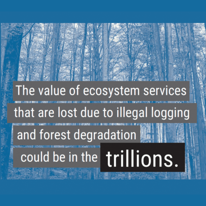 UNEP's tweet photo. Every tree counts!

The @‌UN Forum on Forests seeks to turn the tide on:

✅Deforestation
✅Climate change
✅Biodiversity loss