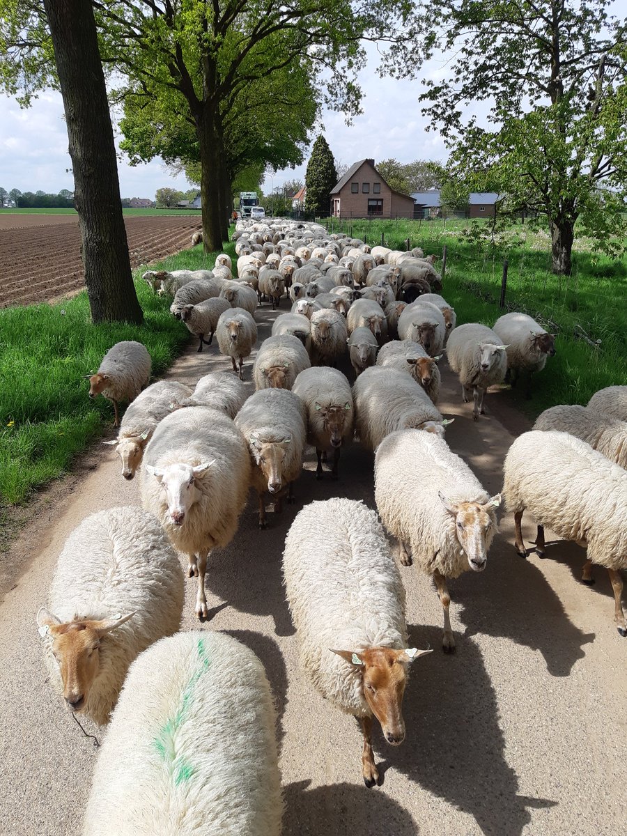 Natuur- en Landschapsbeheer Op Dreef (@op_dreef_) on Twitter photo ...en na een mooie wandeling van 11 km in 3 uur door Milsbeek en Aaldonk aankomst tegen de Niers, waar we komende dagen sterk grazige delen zullen begrazen voor (nog) meer bloeiende kruiden als Torenkruid, Gewone vleugeltjesbloem en Gewone agrimonie <a href="/staatsbosbeheer/">Staatsbosbeheer</a> <a href="/Naturmacher/">Gijs Looijen</a> ...en na een mooie wandeling van 11 km in 3 uur door Milsbeek en Aaldonk aankomst tegen de Niers, waar we komende dagen sterk grazige delen zullen begrazen voor (nog) meer bloeiende kruiden als Torenkruid, Gewone vleugeltjesbloem en Gewone agrimonie <a href="/staatsbosbeheer/">Staatsbosbeheer</a> <a href="/Naturmacher/">Gijs Looijen</a>