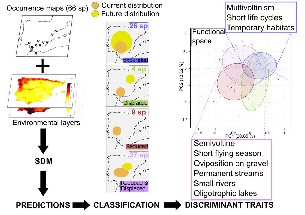 My master thesis is finally published! Grateful to my coauthors for  their unwavering support and to @InsectDiversity for their trust in our  work. Discovering how functional traits influence iberian odonates' response to climate change:  doi.org/10.1111/icad.1… 
#globalchange