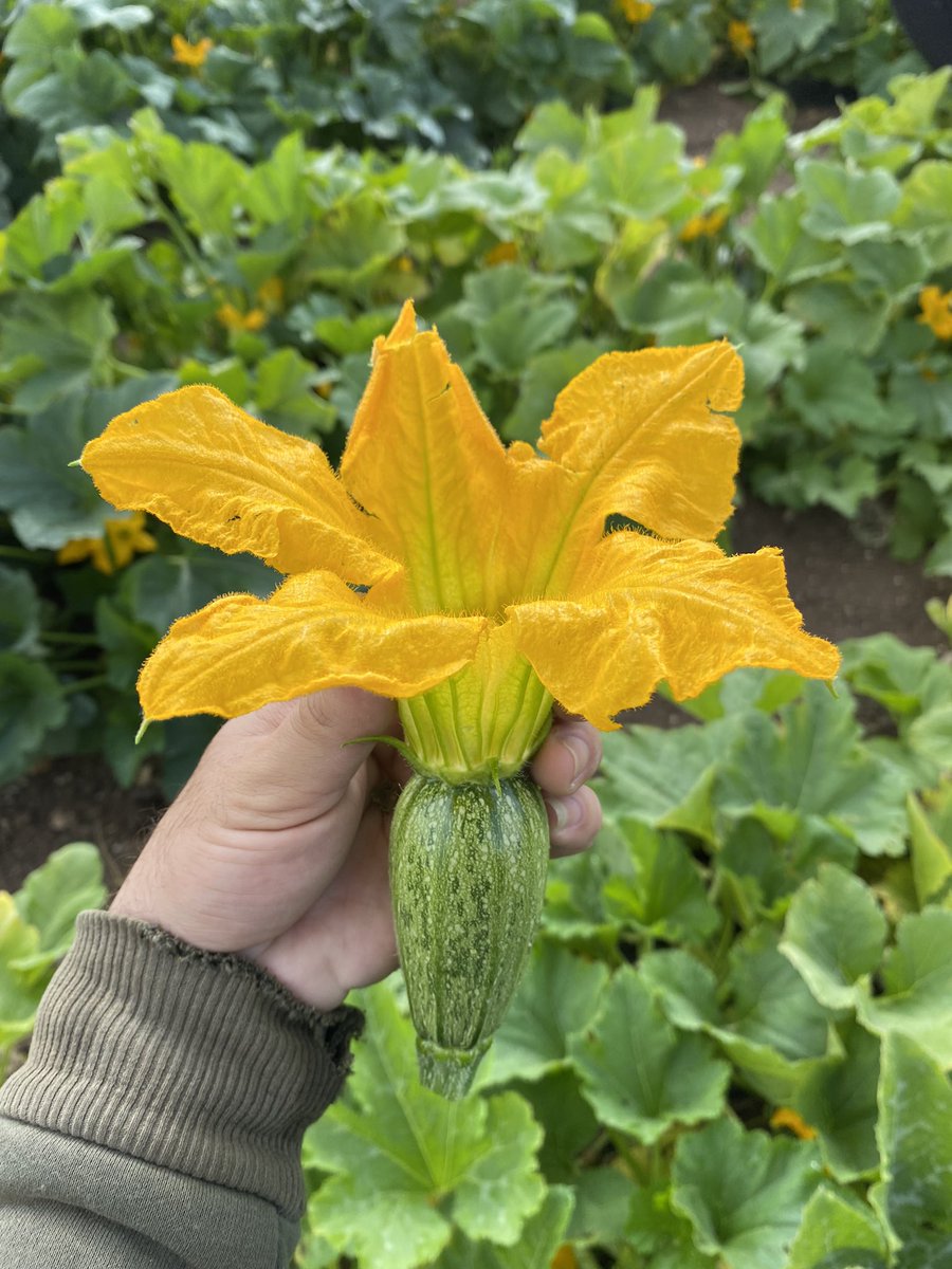 صورة قابلة للحشي 👨🏻‍🌾🌾