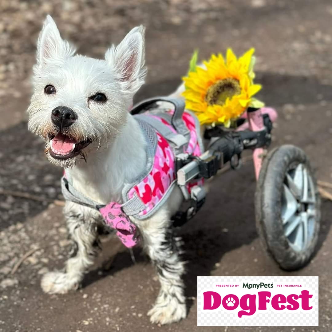 PumpkinPuppy3's tweet photo. How excited are we! Only only 5 days to go until @dog_fest @belvoircastle.
Pumpkin won 4 free tickets plus she's the cover girl of the digital guide ✨️ 
She will be there along with some of our wheelie good friends this Saturday &amp; Sunday! 
Representing disabled animals ♿️🐾♥️ https://t.co/XbgozcCf9o