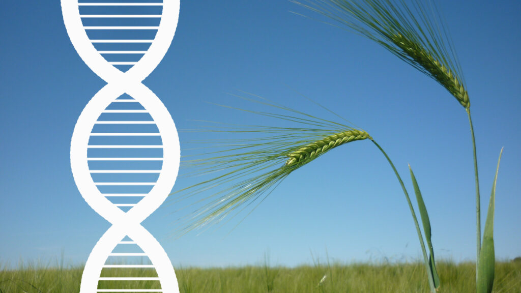 Landvolk spricht sich für neue Züchtungsmethoden aus
(L P D) – Im Juni 2023 will die EU-Kommission einen Vorschlag machen zur Neuregulierung von Pflanzen, … #CRIPSR/Cas #Europäische Gerichtshof (EuGH) #Farm to Fork-Strategie &gt; landvolk.net/lpdartikel/lan…