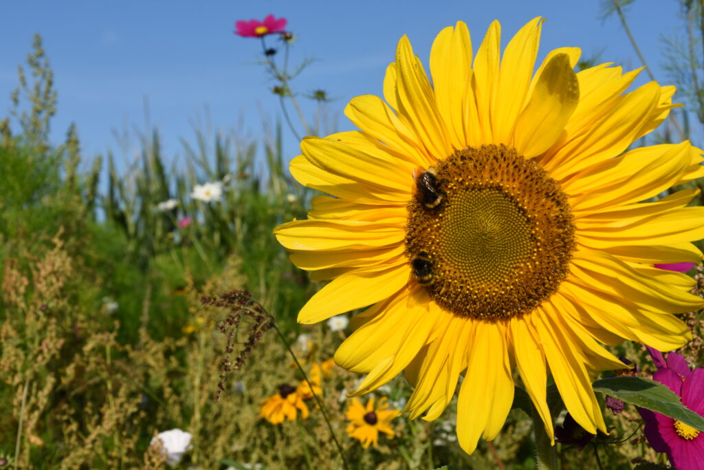 Bee happy: Landwirte feiern mit ,Beeweek‘ die Biene
(L P D) – Aus Anlass der Aktionswoche Artenvielfalt wirbt die Imageinitiative „Eure Landwirte – … #Beeweek #Bienenfreundlicher Landwirt #Eure Landwirte – Echt grün &gt; landvolk.net/lpdartikel/bee…