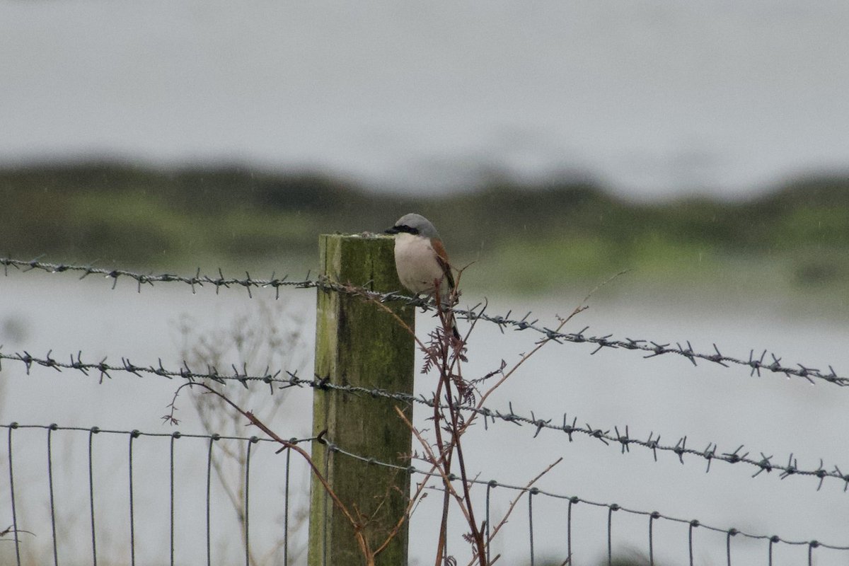 Nickyberllan's tweet photo. Added bonus of a red backed shrike at #seatonpoint early morning #firstshrikeoftheyear https://t.co/Afaf3Zjb6C