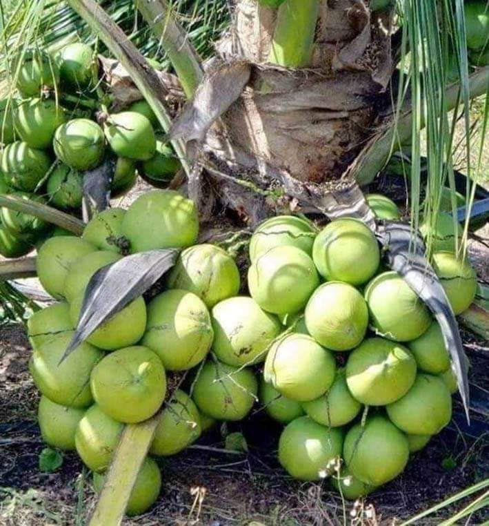 BangBib4's tweet photo. Rekomendasi varietas untuk berkebun skala besar / pdoduksi

*lengkeng - pet mongkhol, new kristal, puang pet

*durian-super tembaga, black torn, musang quenn, musang king

*alpukat - swy, pluang, mikki, aligator,hass

*pisang - cavendis, barangan, raja bulu

*nangka-nangka merah https://t.co/lmikqCeF6n