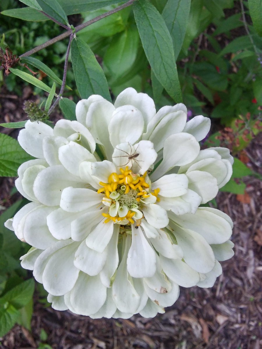 ruben_corella's tweet photo. #bug #bugslover #bichito #flower #whitefliwer #insects #nature #gardens #live #life #florblanca #LunesDeMotivacion #LunesDeFotoPropia #freakout https://t.co/R6SnJoOZUu