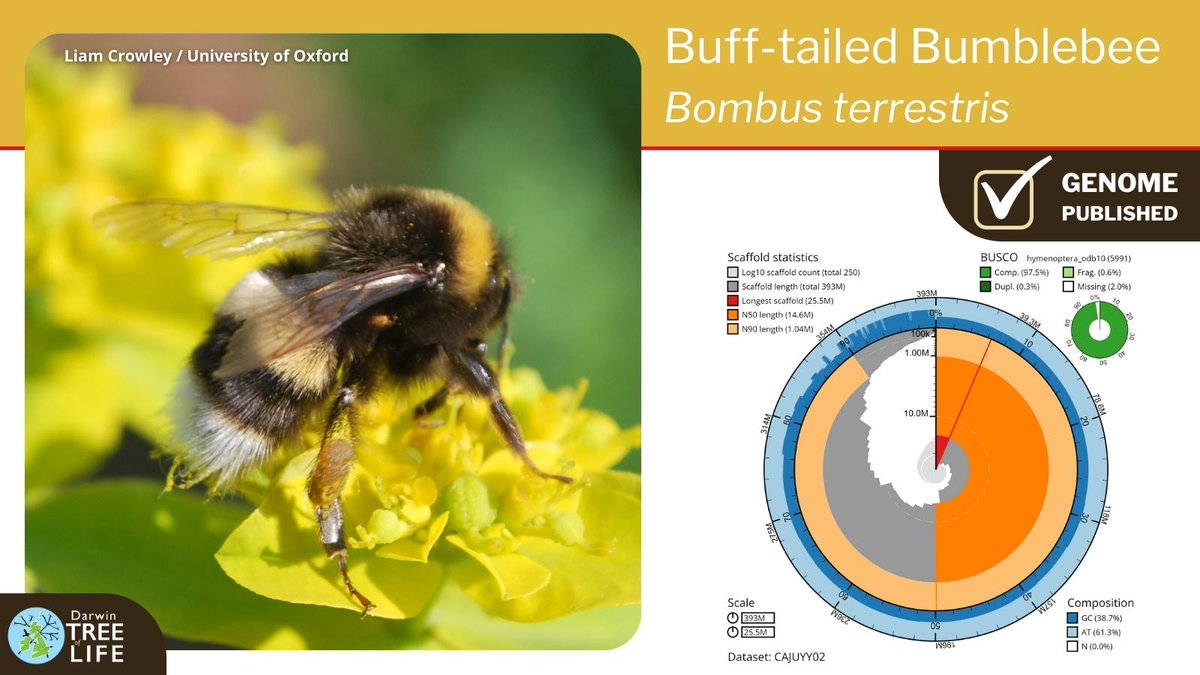 Our latest #DarwinTreeOfLife #GenomeNote: the Buff-tailed Bumblebee (Bombus terrestris)🐝 Thanks to @Liam_M_Crowley @GenomeWytham @OxfordBiology @Olga00209044 @NHM_Science @SangerToL and all who helped generate this #genome🧬 📑@WellcomeOpenRes: wellcomeopenresearch.org/articles/8-161
