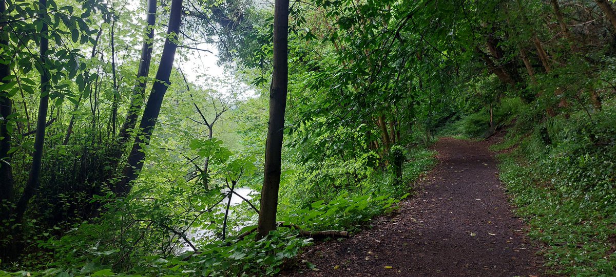 wlhaydock's tweet photo. Everything has gotten very green very fast. It must be all the rain 🌿☔️🌿 #riverliffey #newgrowth #eyetree #hawthorne https://t.co/O8kA3LQK3O