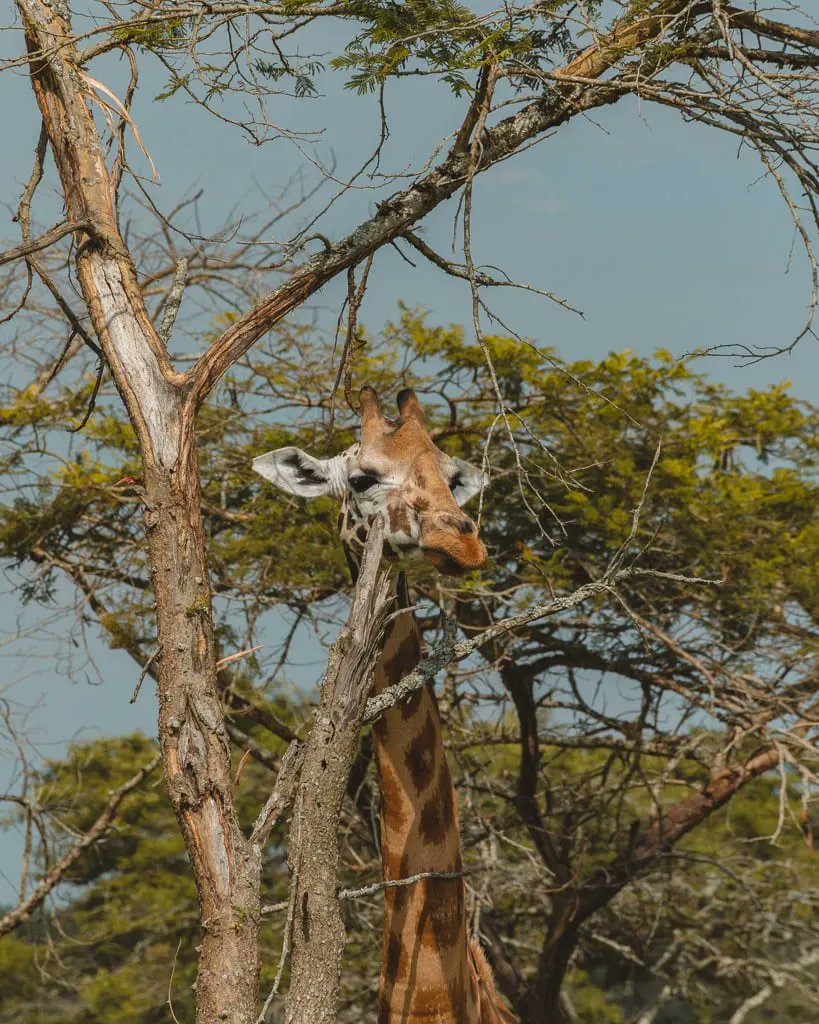 mambotoursug's tweet photo. There are lots of thrilling activities you could indulge in while in western Uganda this month.

Travel 🧳 with us today for the best memorable safaris.
Mambo Tours and travel
Reach out to us through 0706894963 https://t.co/VcofNLZyoS