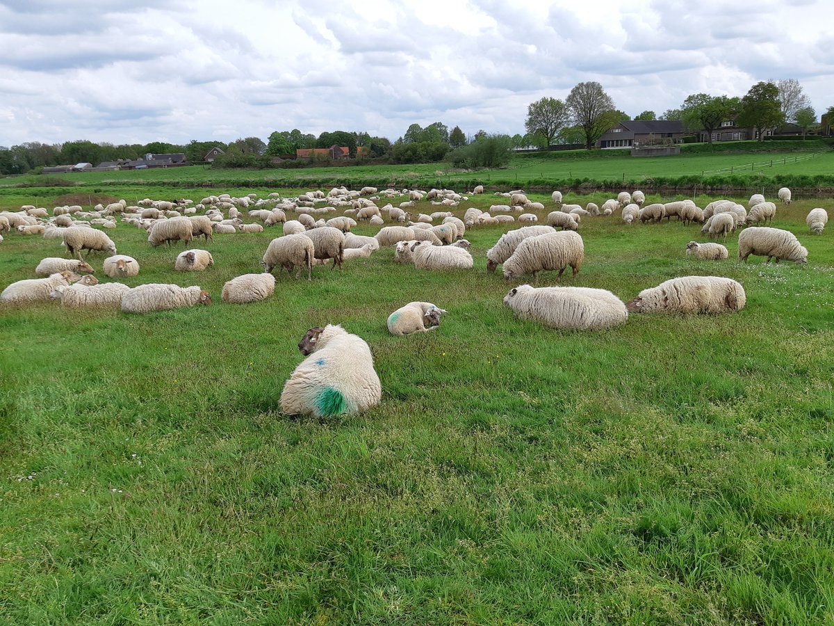 Op_Dreef_'s tweet photo. ...en na een mooie wandeling van 11 km in 3 uur door Milsbeek en Aaldonk aankomst tegen de Niers, waar we komende dagen sterk grazige delen zullen begrazen voor (nog) meer bloeiende kruiden als Torenkruid, Gewone vleugeltjesbloem en Gewone agrimonie @staatsbosbeheer @Naturmacher https://t.co/c7U7M8Iisp