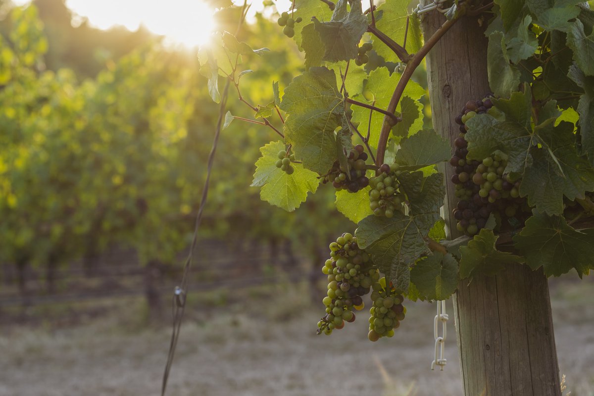 ploutos_h2020's tweet photo. If you are interested in the sustainability of the grapevine sector, then you should check out the progress of Pilot 7!
🍇SIP 7 improves the sustainability of the wine sector in Cyprus by combining smart farming technologies and digital labelling solutions! https://t.co/vt8OeXmEIS