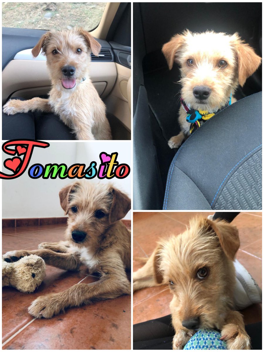 NuevaVidaAdop's tweet photo. #madrid 
TOMASITO tierno cachorrete de 5 meses EN APUROS 
Su dueño ha enfermado gravemente y NECESITA #casadeacogida o #adopcionresponsable 
Es MUY cariñoso,alegre y juguetón
Sociable con niños y 🐶
En edad adulta rondará entre 8-10kg de peso 
CONTACTO 📩facenuevavida@gmail.com https://t.co/ATgqUHIU0w