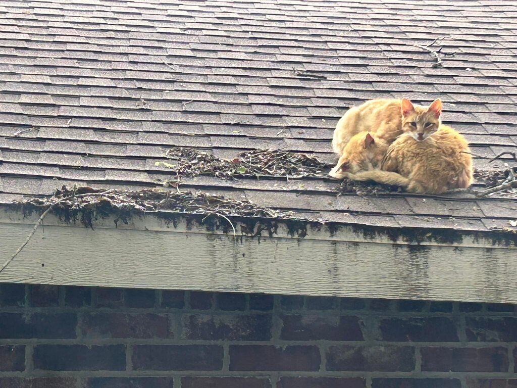 Marija_Temo's tweet photo. While performing in Texas, I saw from my apt. window two stray cats, both malnourished. The older one with a broken ear, lesion on its side, respiratory and mouth issues, and what seemed  like ticks on his body. The younger one always clung by his side a… https://t.co/IL3kDn4ceG https://t.co/07p2pcRwEc