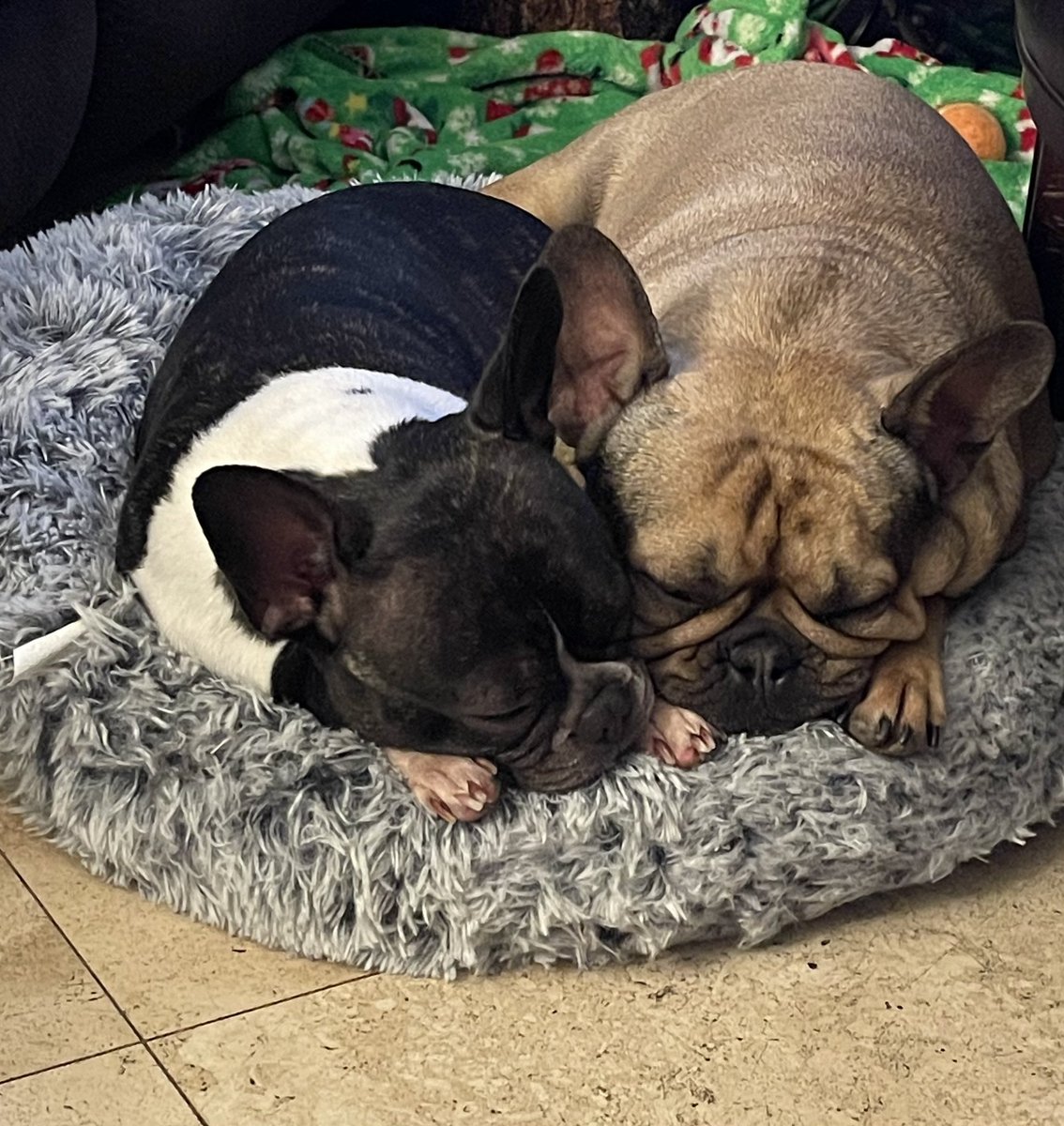 imsarisha's tweet photo. I love how in love these two are ❤️ from the moment we got them they’ve been drawn to each other &amp; here they are about to be 4 years old in July &amp; August and their favorite place is next to each other 🥺🥺❤️ https://t.co/iJOH5pI1aq