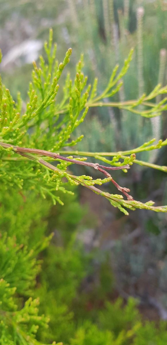 A trade-off between growth rate and resistance to #drought (xylem cavitation) within a trees species🌲 Our latest paper & the final part of my PhD published!🎉 check it out here: academic.oup.com/treephys/advan… & in this short🧵 @Brodribb_Lab @CoEPlantSuccess @OxUniPress @Sciences_UTAS