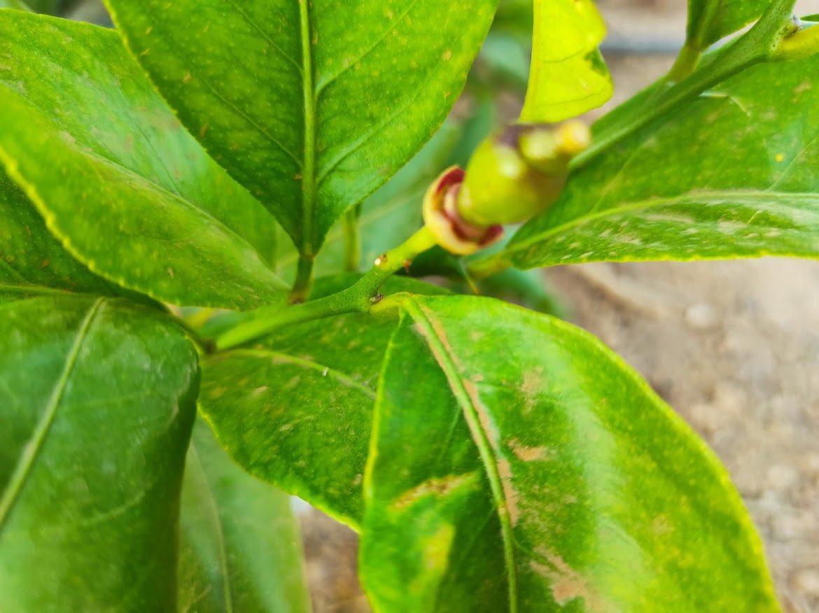 rbngargar's tweet photo. Empezamos la semana con estas fotos de Mutación de limón 🍋 Verna con el cáliz de color rojo 🔴.

¿Lo veremos también en la corteza y pulpa?

CIQUA LEVANTE https://t.co/qGrDpAGBZr