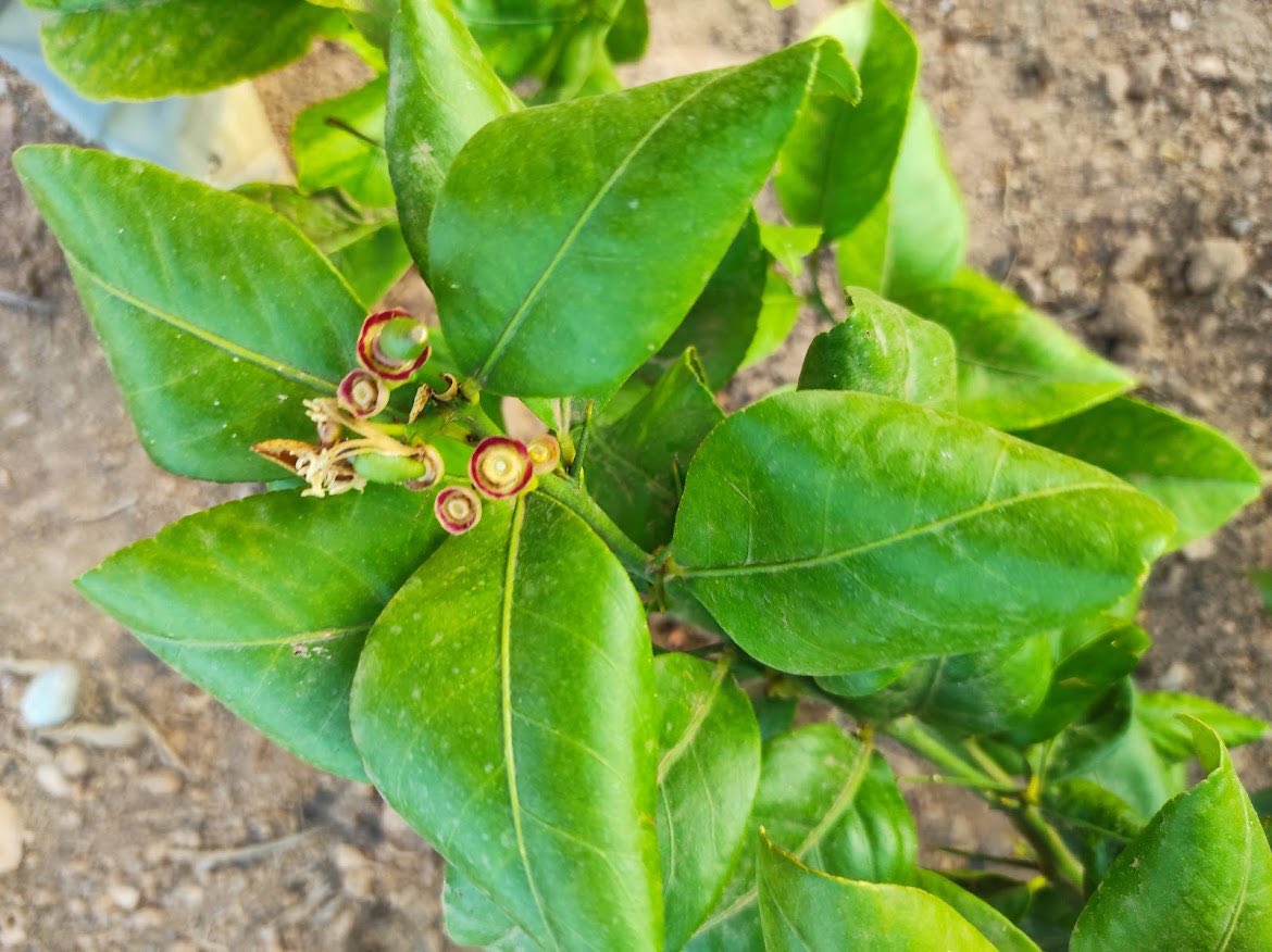 Empezamos la semana con estas fotos de Mutación de limón 🍋 Verna con el cáliz de color rojo 🔴.

¿Lo veremos también en la corteza y pulpa?

CIQUA LEVANTE