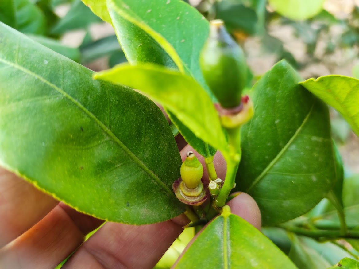 rbngargar's tweet photo. Empezamos la semana con estas fotos de Mutación de limón 🍋 Verna con el cáliz de color rojo 🔴.

¿Lo veremos también en la corteza y pulpa?

CIQUA LEVANTE https://t.co/qGrDpAGBZr