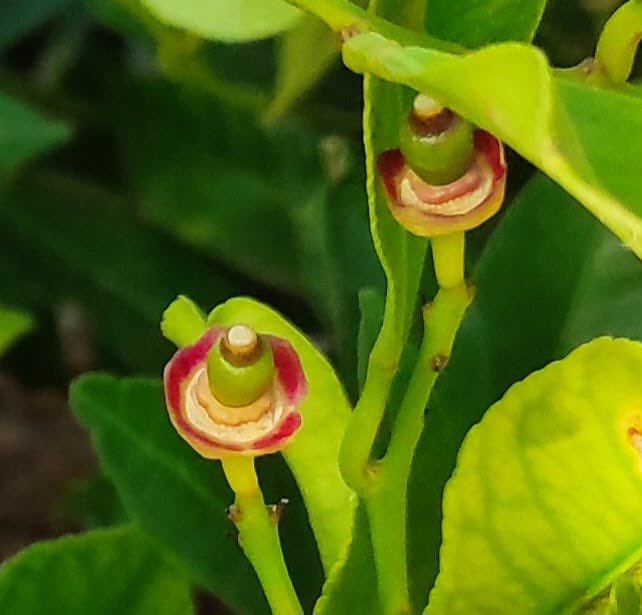 rbngargar's tweet photo. Empezamos la semana con estas fotos de Mutación de limón 🍋 Verna con el cáliz de color rojo 🔴.

¿Lo veremos también en la corteza y pulpa?

CIQUA LEVANTE https://t.co/qGrDpAGBZr