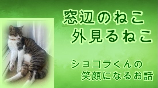 HappyCatStory's tweet photo. ユーチューブ動画【幸せなねこの物語 4話】
駅前に捨てられてたショコラ君の笑顔になるお話
https://t.co/bmSP9HMPvg 

#ねこ #猫と暮らす #保護猫 #保護ねこ #保護猫カフェ #猫好きさんと繋がりたい #ユーチューブ #動画 #SMAP #スマップ #猫 https://t.co/8QKlTgzjeX