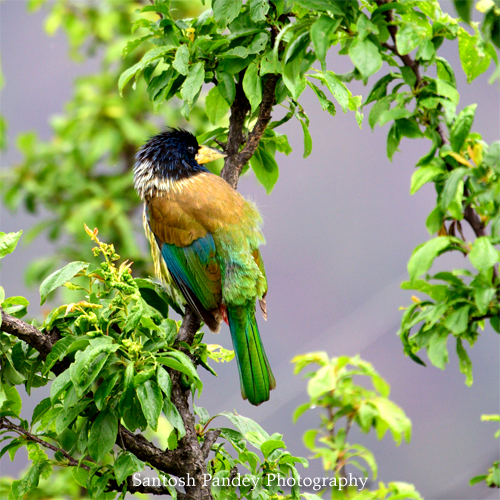 bySantoshPandey's tweet photo. Amazing Birds by Santosh Pandey  #birds #birding #birdphotography #birdingdaily #mountain #himalaya #photography #amazingnature #amazinganimals #naturephotography #wildlifephotography #uttarakhandphotography #uttrakhand #uttrakhandtraveller #uttrakhandwildlife #uttarakhand https://t.co/90yqZi6BNX