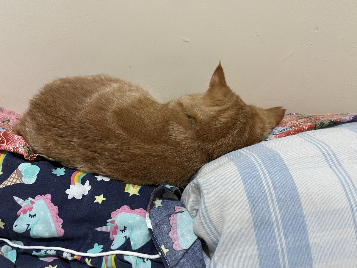Adung & Imut 🐈 tweet media