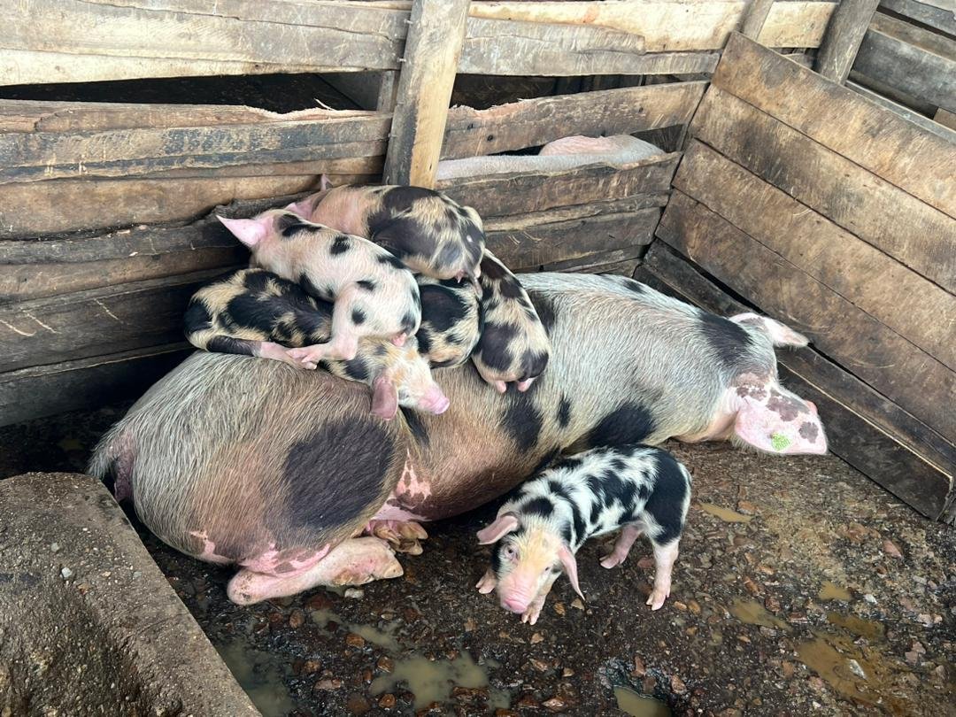 Happy new week livestock farmers. 

If you're interested in starting your own pig farming project but need practical assistance and high-quality piglets to get started, look no further than us.

Contact us and let us help you make your dream a reality.
