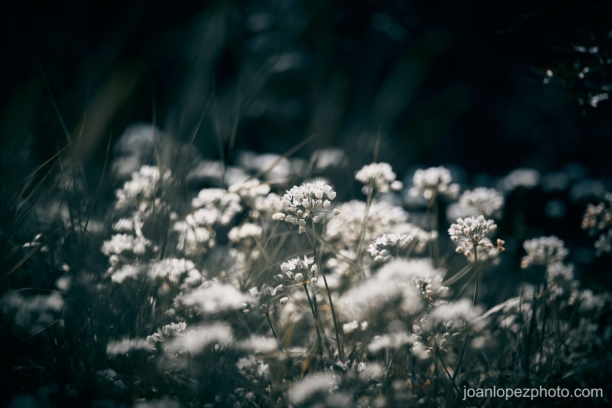 #White nymphs

📸 Fujifilm X-T5

📷 Fujinon XF 50-140mm F2.8 R LM OIS WR

⚙️ Distance 140.0 mm - ISO 125 - f/2.8 - Shutter 1/3200

#barcelona #city #jardinsdejoanbrossa #montjuic #flowers #whiteflowers #leaves #stems #spring #springtime #springvibes #vegetation #nature #garden…