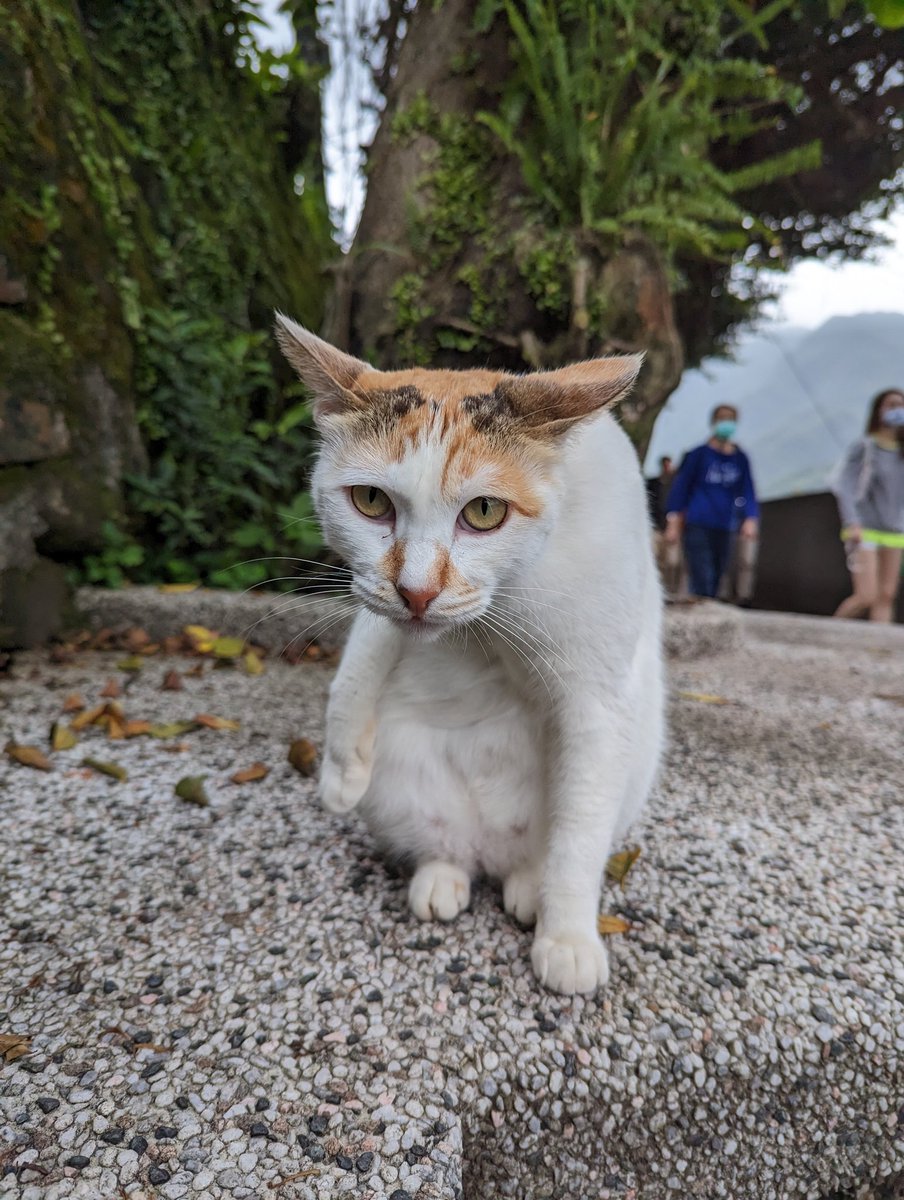 ★看影片： 新北瑞芳「猴硐貓村」(ホウトン猫村、허우퉁 고양이 마을) Houtong Cat Village (Ruifang, New Taipei City)