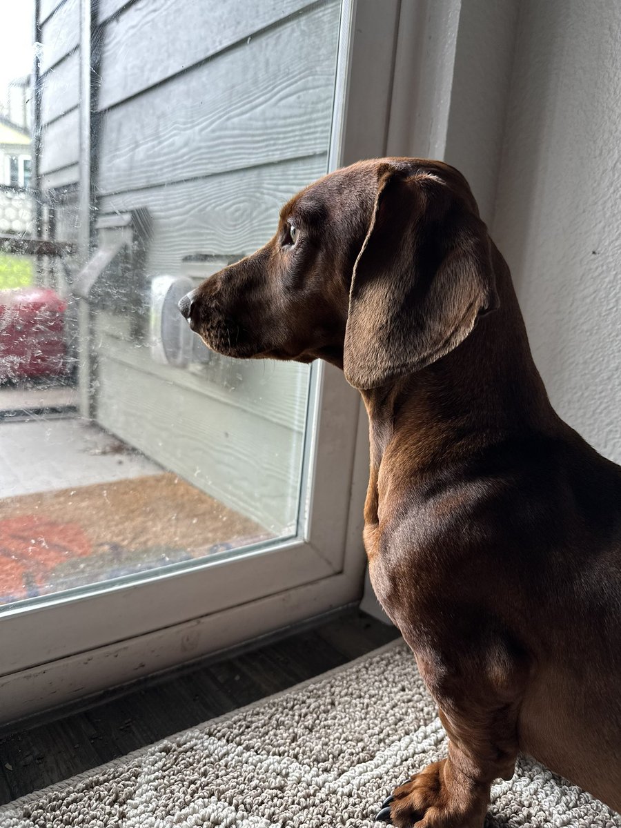 ShannonRHulbert's tweet image. Super thankful for this good boy - he is VIGILANT and fearless. #hallmonitor #inthehall