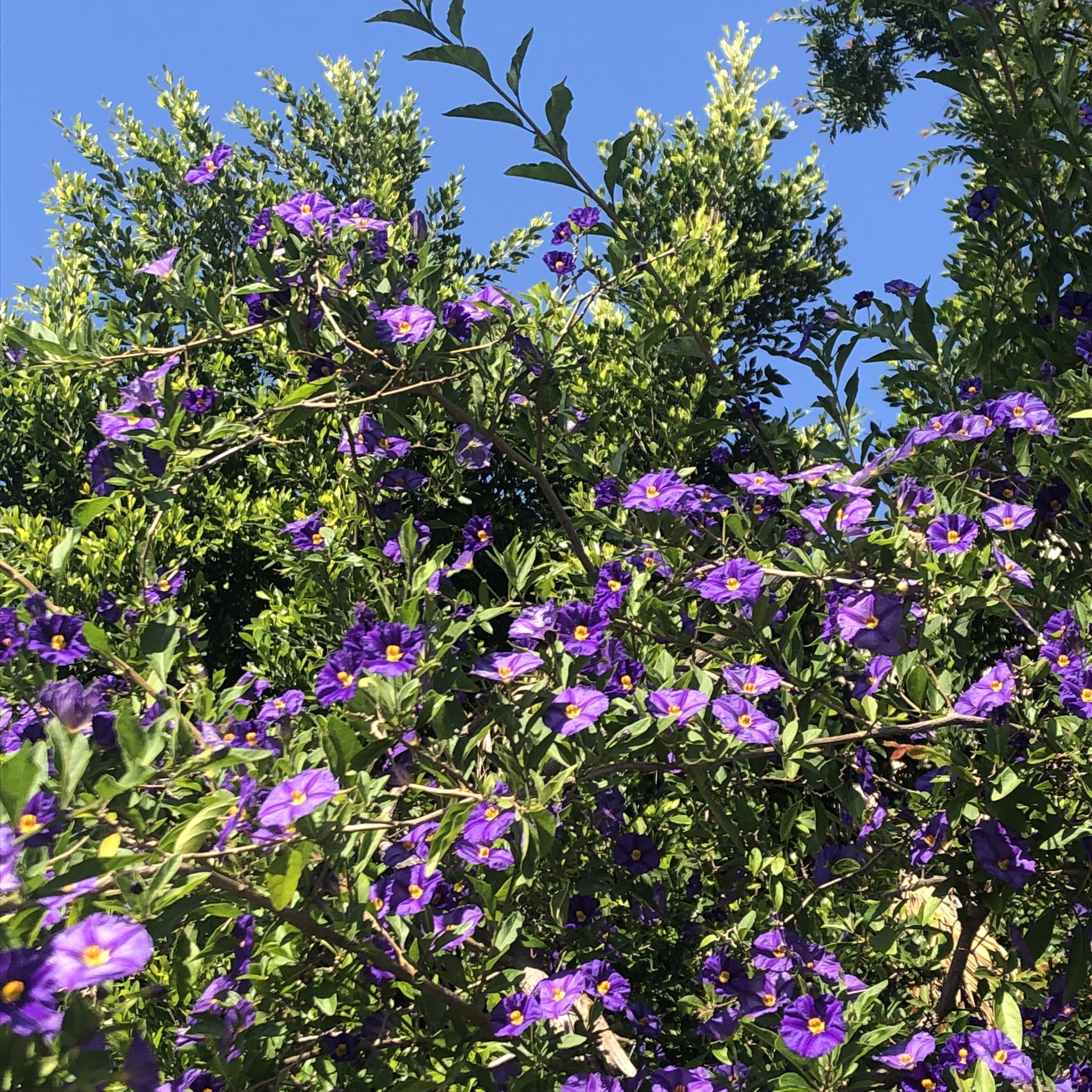 HARUMA Heart ケンタカノ on Twitter 