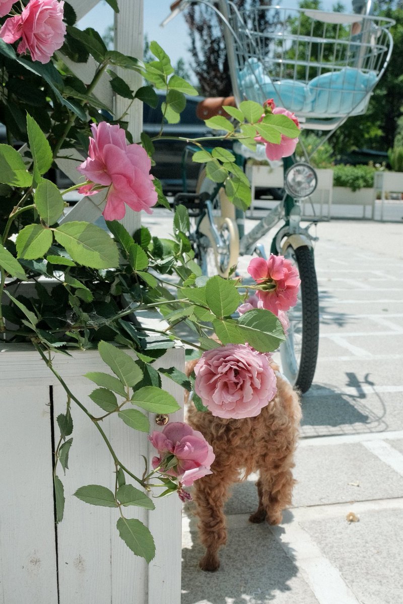 Alice_920406's tweet photo. https://t.co/eKkI7JT6NV
