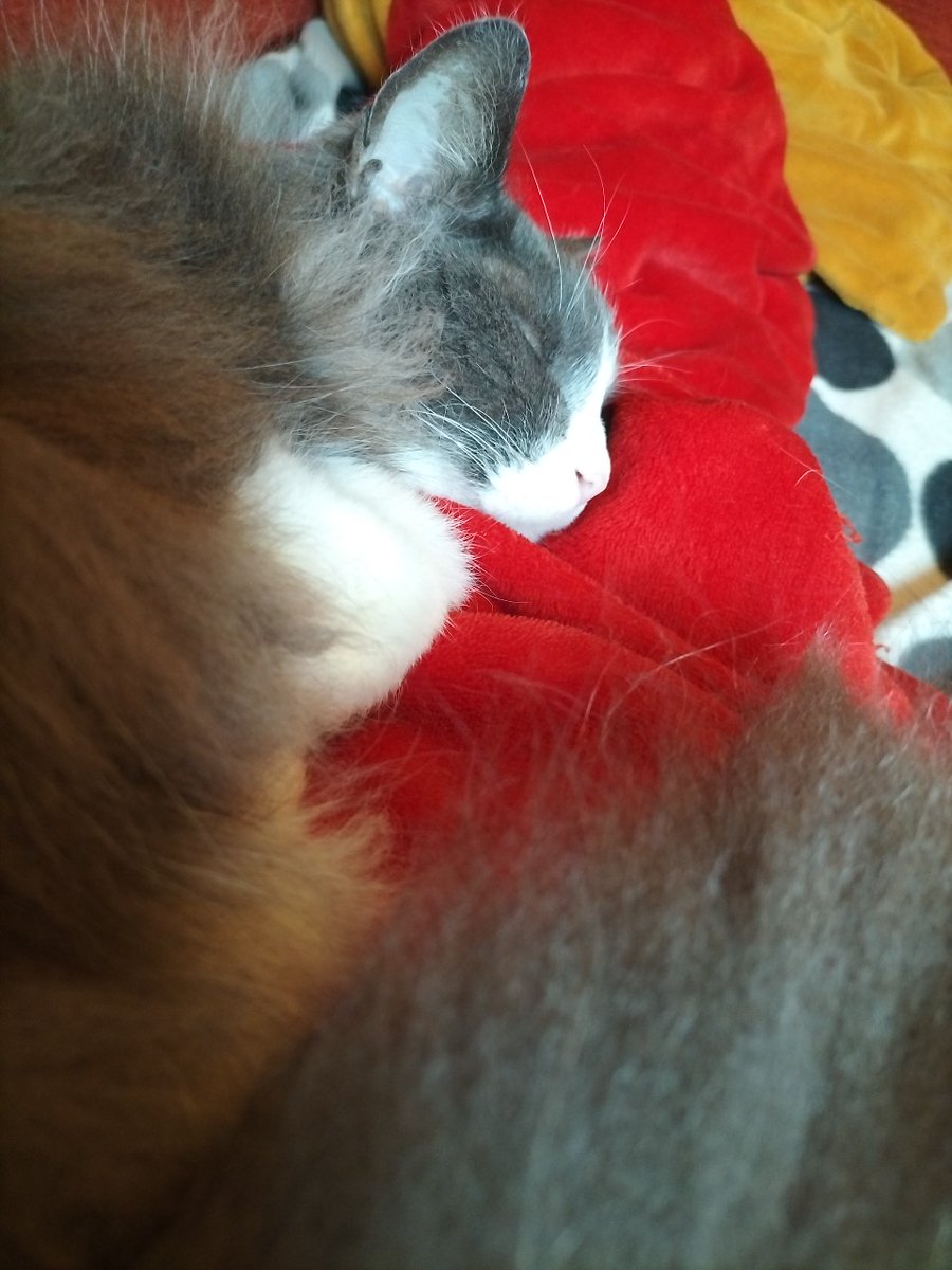 Cuddles_Catnip's tweet photo. @BoogsTweets Yup, as a cat, I'm always working. https://t.co/1FyvOJBI9X