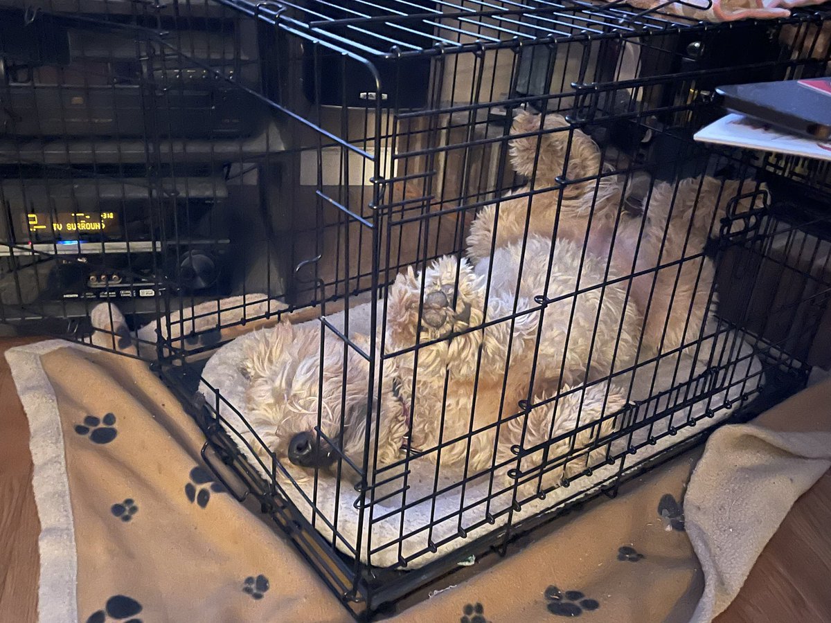 Linda Johnsen tweet media