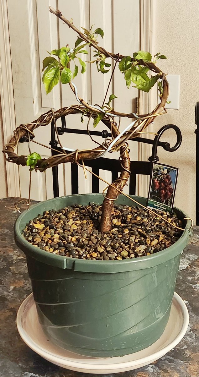 bagelsnatch's tweet photo. Say hello to my first attempt at bonsai. It's definitely redneck'ed together with wire coat hangers instead of bonsai wire and the sapling was a random huge cherry sap from the grocery store but dammit I did it and I had fun so here you go. #bonsai https://t.co/4ZTpJehe0v