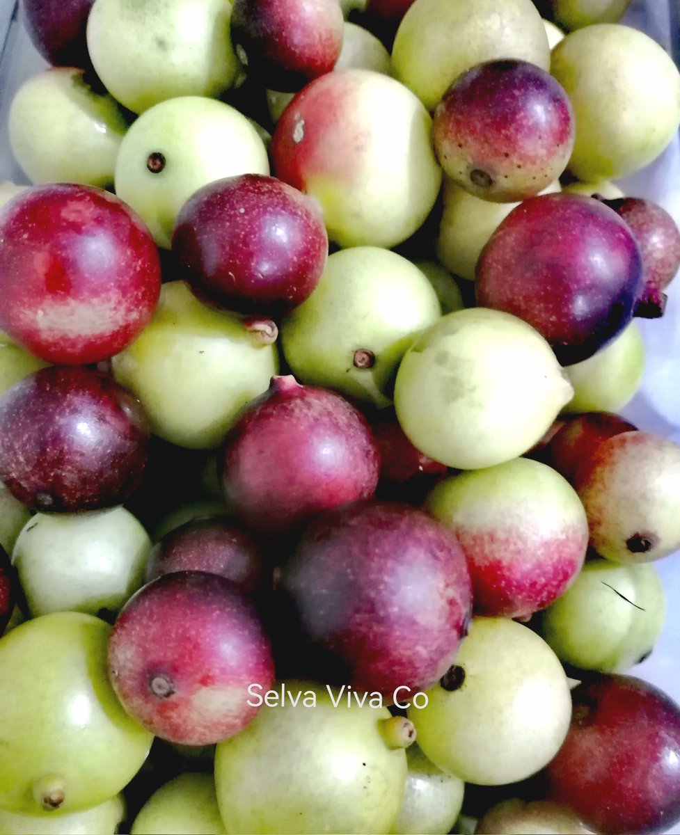 SelvaVivaCo's tweet photo. Así se vende en las calles de Inírida el camu camu, "vaso a $ 1500", y haciendo una comparación, hay de forma natural en promedio unas 4 pastillas de vita C de 500 mg en ese vaso... estamos en cosecha, envío de pulpa a todo el país. https://t.co/grKghZuQ5T