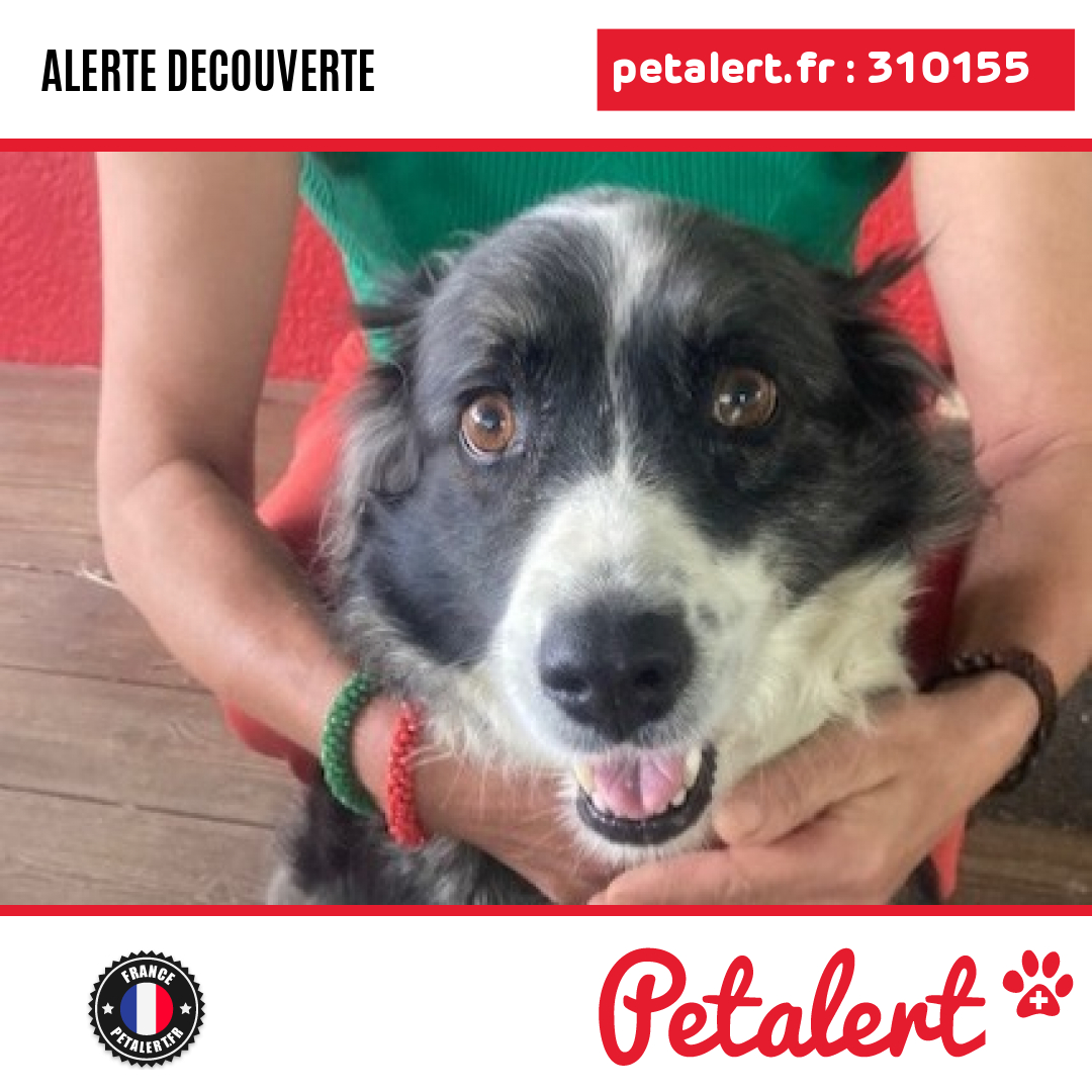 petalert_france's tweet photo. Trouvé #Chien #LotEtGaronne #SaintLeon #Petalert #PetAlert47 / https://t.co/2ts7NFJC0f https://t.co/APhI08VKij