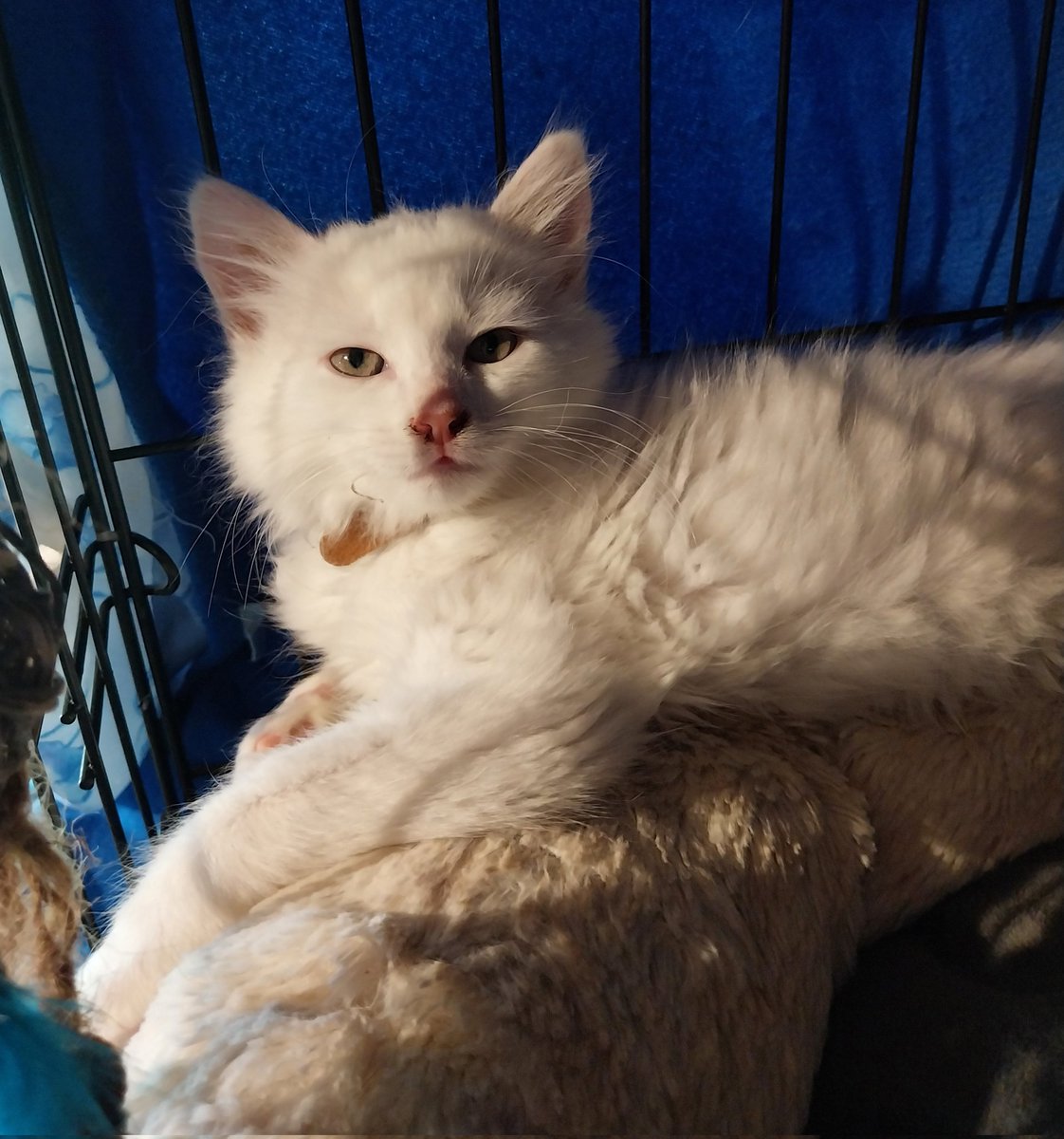 Association L'ArbraChats tweet media