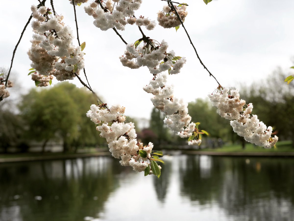 Blossom in Southchurch Park.

#Blossom #SouthchurchPark #Southend #Essex <a href="/FriendsSouthend/">Friends of Southend</a>